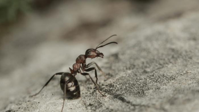 David Attenborough's Ant Mountain TV Show: Scene #2