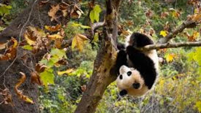 Asia TV show screenshot 2: Panda hangs in a tree