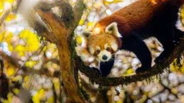 Asia TV show screenshot 2: Red panda stands on a tree limb