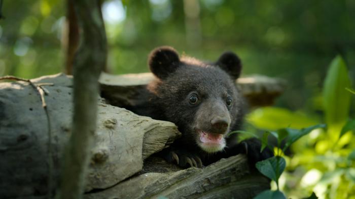 Born to Be Wild TV show screenshot: A close up of a baby bear in the forest.
