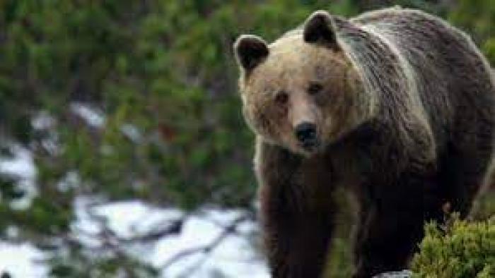 Brown Bears-Teddy Bear Picnic Scene 1