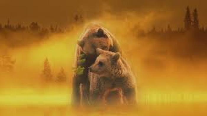 Brown Bears-Teddy Bear Picnic Scene 3