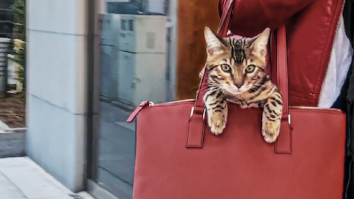 Cat People TV Show: Carting a cat around. 