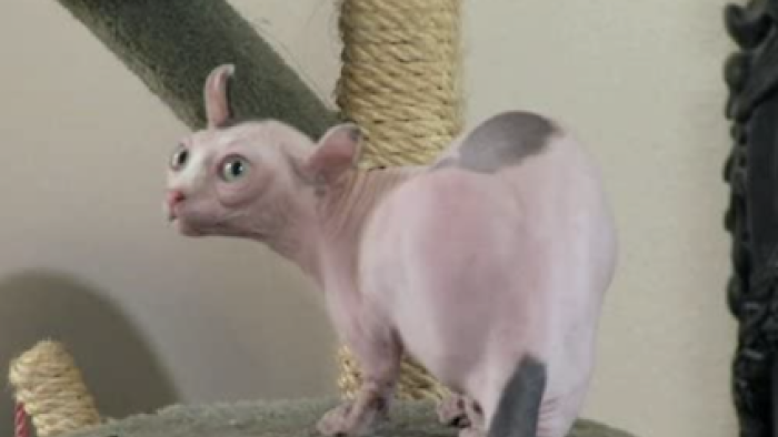 A hairless cat. 