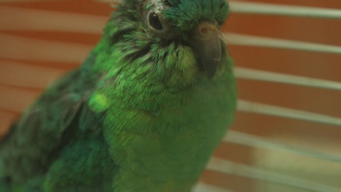 Dr. K's Exotic Animal ER Poster Image 2