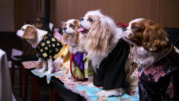 Dogs Series: Scene #2