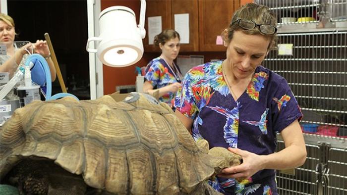 Dr. K's Exotic Animal ER Poster Image 1