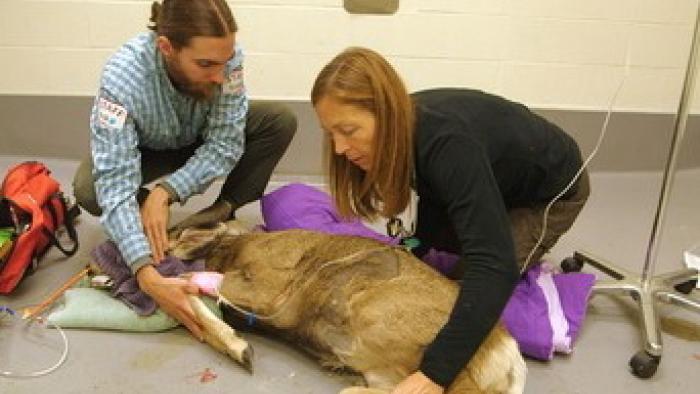 Dr. Oakley Yukon Vet TV Series: Scene #3