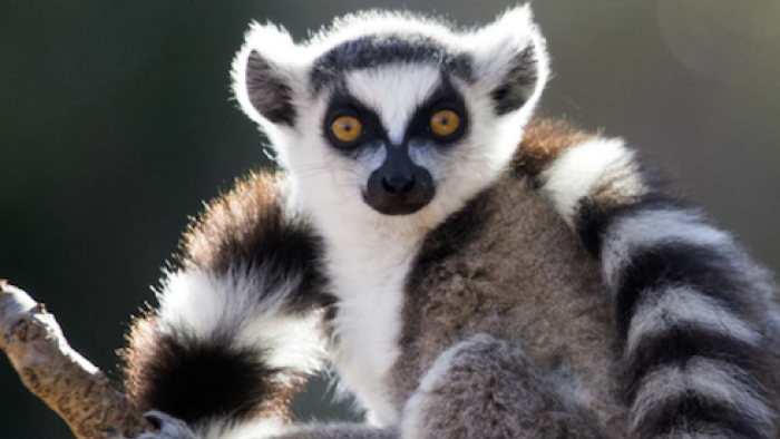 Earth's Great Seasons TV Show: A lemur hangs out