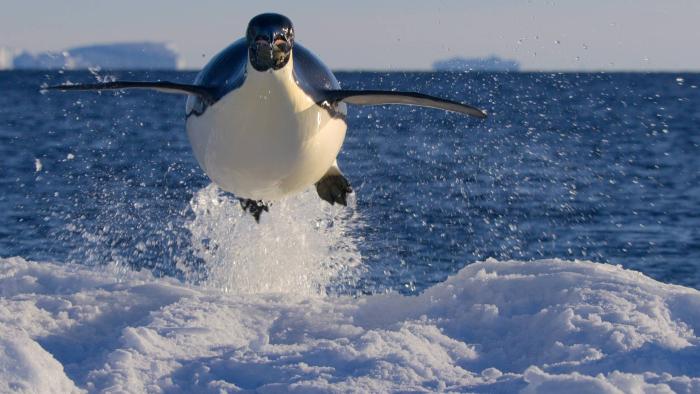 Earthsounds: A large penguine is shown jumping mid air out of the ocean
