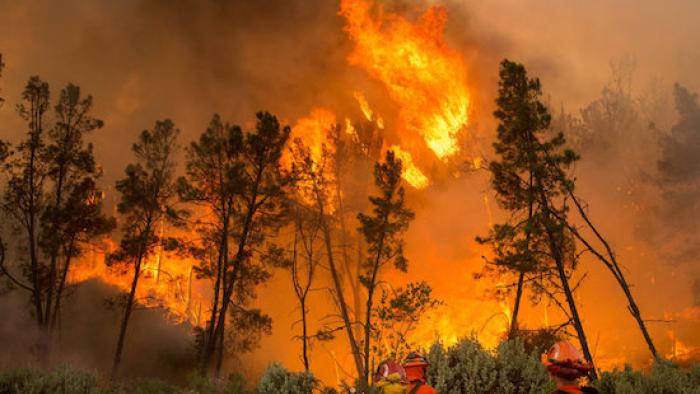 Fire Chasers TV Show: Fires burn down dry trees