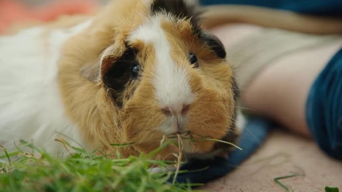 Fur Babies: Close up of guinea pig looking into the camera