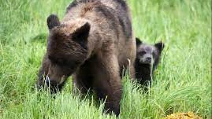 Growing Up Animal TV Show: Scene #1