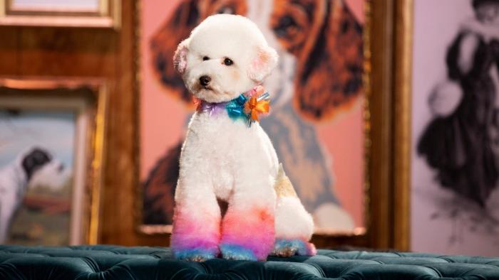 Haute Dog TV Show: Glamour shot of a white poodle groomed with rainbow painted paws and colorful bows around it's neck