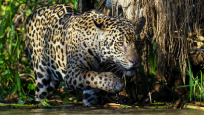 Jaguar: King of the Jungle TV Show: Scene #1