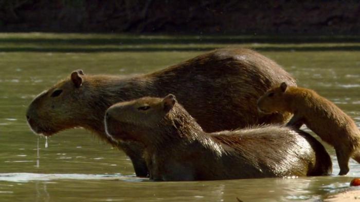 Jaguar: King of the Jungle TV Show: Scene #2