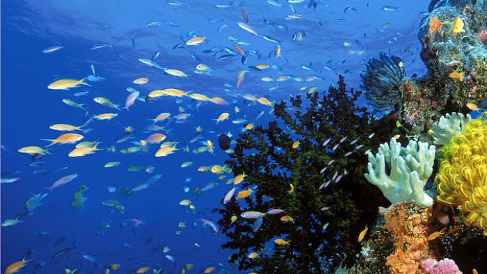 Jean-Michel Cousteau's Ocean Adventures TV Show: Scene #2