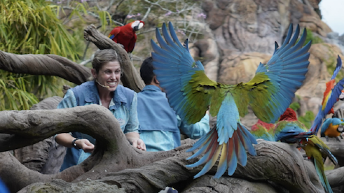 Magic of Disney's Animal Kingdom TV Show: Working with exotic birds