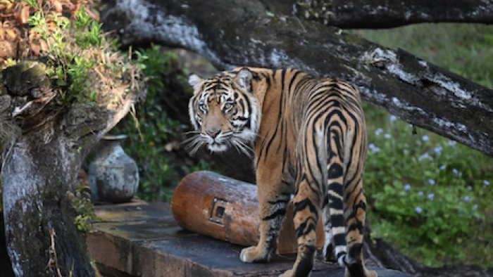 Magic of Disney's Animal Kingdom TV Show: A tiger