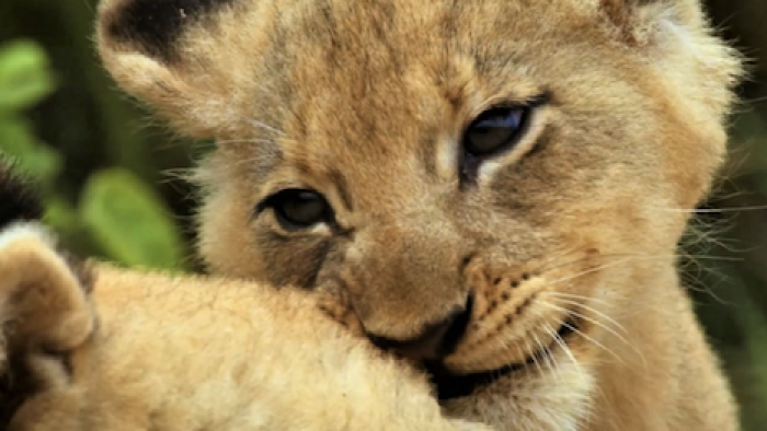 Malika the Lion Queen TV Show: Cubs playing with each other