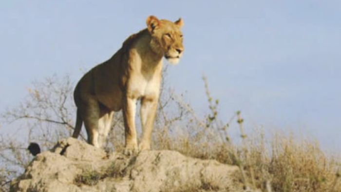 Malika the Lion Queen TV Show: Looking for the pride
