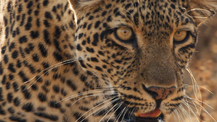 Mammals TV show screenshot 2: A leopard's face. 