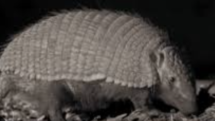 Mammals TV show screenshot 3: A hairy armadillo. 