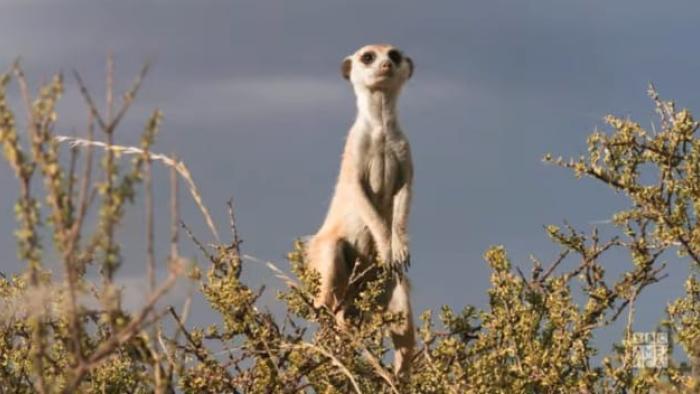 Meerkat Manor: The view from the trees