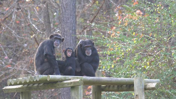 Meet the Chimps TV Show: chimps on platform