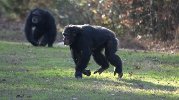 Meet the Chimps TV Show: chimp running