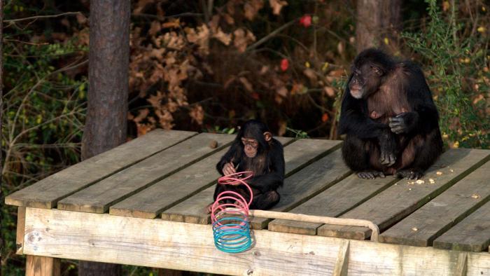 Meet the Chimps TV Show: baby chimp playing