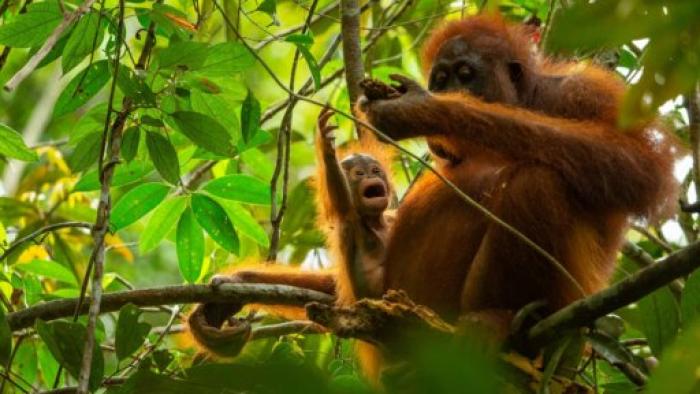 Nature: Parenthood TV show screenshot: An adult and baby orangutang sit on a tree branch together.