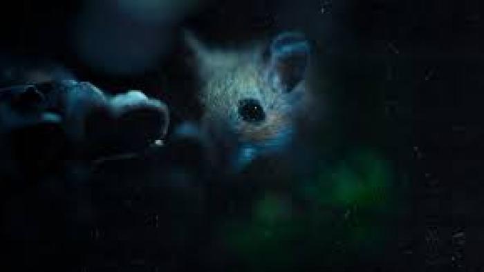 Nightmares of Nature TV show screenshot: Closeup of a mouse on the forest floor at night.