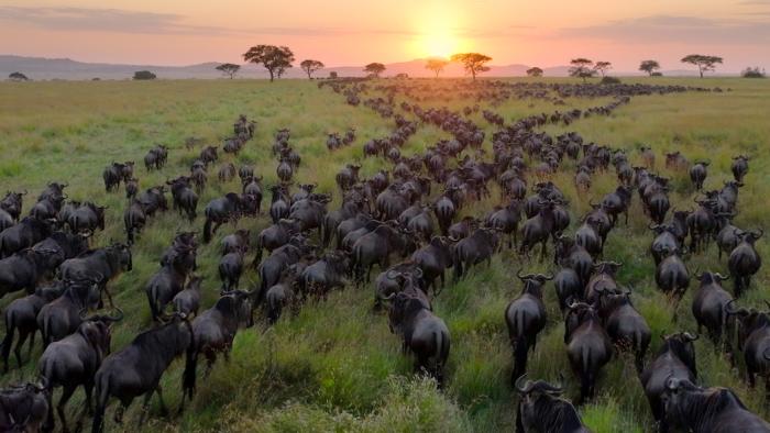 Our Planet II TV show screenshot 1: a huge group of animals moves across the land in the distance