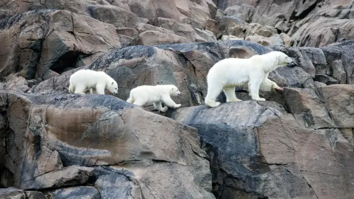 Our Planet II TV show screenshot 2: A polar bear leads its young across rocks