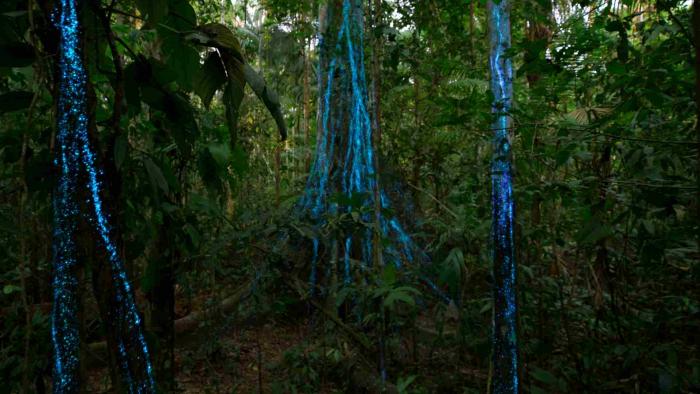 Our_Living_World: A close up shot of a forest shows neon blue ribbons running up the tree's trunks.