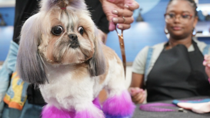 Making a cute dog colorul. 