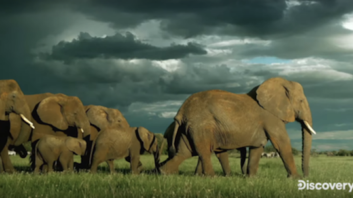 Serengeti TV Series: A herd of elephants. 