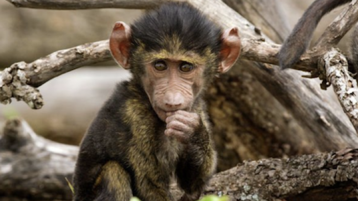 Serengeti TV Series: A baby baboon. 
