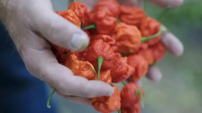 Superhot: The Spicy World of Pepper People screenshot 2: A handful of very hot peppers. 