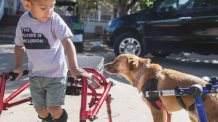 That Animal Rescue Show TV Show: Walking together