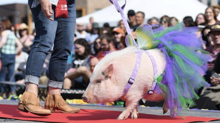 That Animal Rescue Show TV Show: A pig pageant