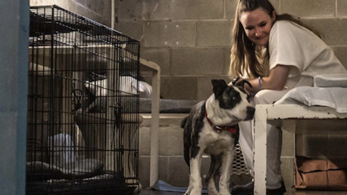 That Animal Rescue Show TV Show: An inmate works with a dog