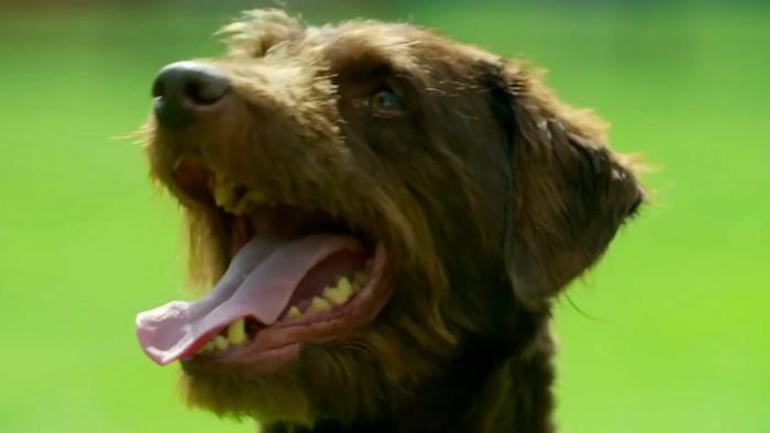 The Dog House: UK TV Show: still image