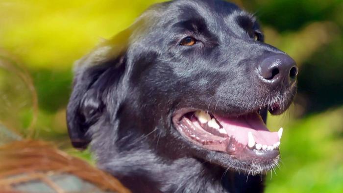 The Dog House: UK TV Show: A black lab