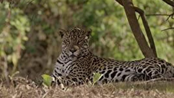 The Secret Lives of Big Cats TV Show: Scene 2