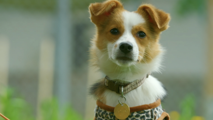 The Dog House: UK TV Show: A dog looking to take a walk. 
