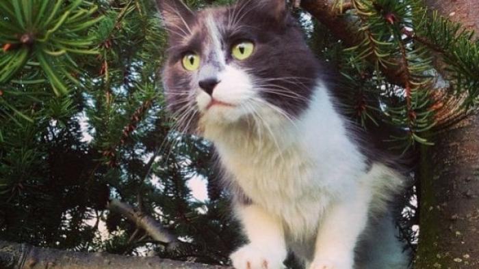 Treetop Cat Rescue TV: Scene #1