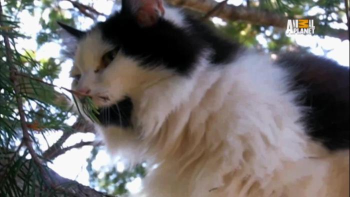 Treetop Cat Rescue TV: Scene #2