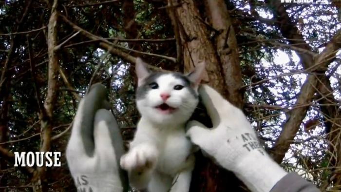 Treetop Cat Rescue TV: Scene #4